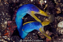 Two Ribbon Eel Morays Male by Gianni Cicalese 